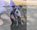 Small #1 Australian Shepherd Mix