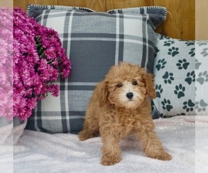 Poodle (Toy) Puppy for sale in ATLANTA, GA, USA