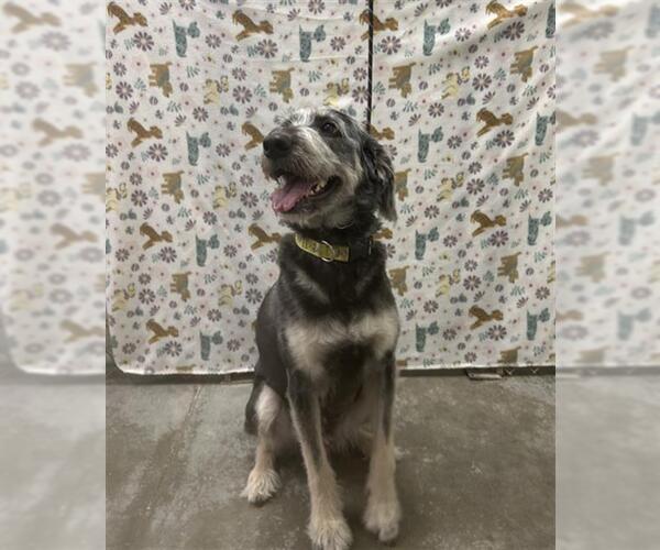 Medium Photo #1 - Mix Puppy For Sale in Rosenberg, TX, USA