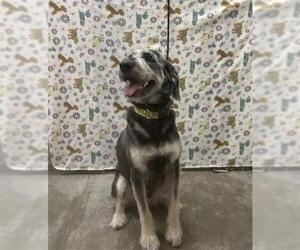 - Mix Dogs for adoption in Rosenberg, TX, USA