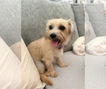 Small #3 Mutt