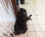 Small Chow Chow