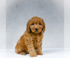 Goldendoodle Puppy for sale in ITASCA, TX, USA