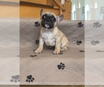 Small Photo #2 French Bulldog Puppy For Sale in LYNWOOD, IL, USA