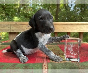 German Shorthaired Pointer Puppy for sale in DELANO, MN, USA