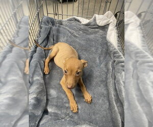 American Pit Bull Terrier-Unknown Mix Dogs for adoption in Tallahassee, FL, USA