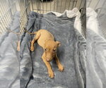 Small American Pit Bull Terrier Mix
