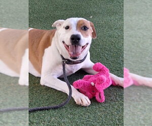 Mutt Dogs for adoption in Woodland, CA, USA
