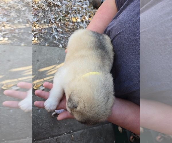 Medium Photo #5 Alaskan Malamute Puppy For Sale in CRIVITZ, WI, USA