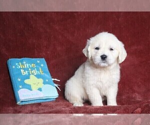 English Cream Golden Retriever Puppy for sale in FREDERICKSBG, OH, USA