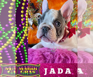 French Bulldog Puppy for sale in HEATHROW, FL, USA