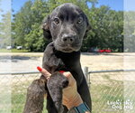 Small Labrador Retriever Mix