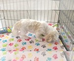 Small #13 Shih Tzu