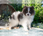 Puppy Holden Pomeranian