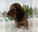 Small #2 Dachshund