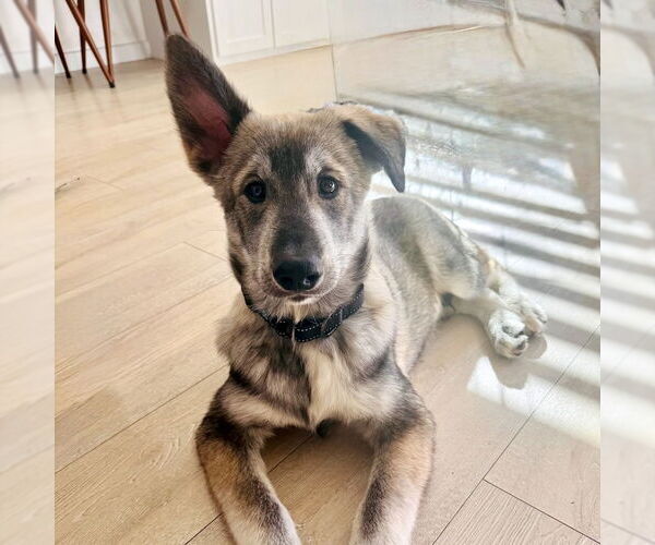 Medium Photo #8 Siberian Husky-Unknown Mix Puppy For Sale in San Juan Capistrano, CA, USA