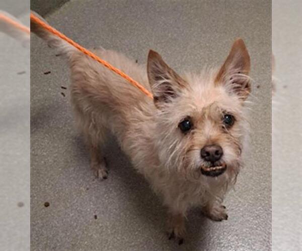 Medium Photo #1 Mutt Puppy For Sale in Las Vegas, NV, USA