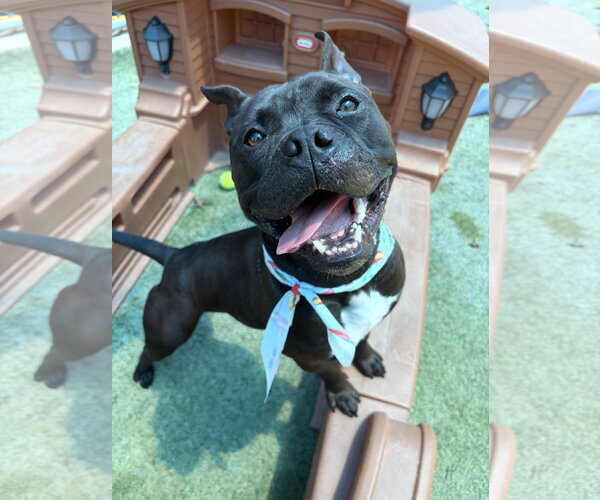 Medium Photo #7 Mutt Puppy For Sale in Euless, TX, USA