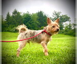 Small #2 Chihuahua Mix