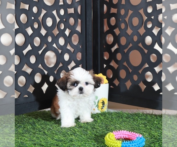 Medium Photo #3 Shih Tzu Puppy For Sale in MOUNT VERNON, OH, USA