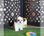 Small #2 Shih Tzu