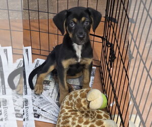 German Shepherd Dog-Unknown Mix Dogs for adoption in SHERBURNE, NY, USA