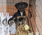 Small German Shepherd Dog Mix