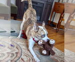 Small #26 Catahoula Leopard Dog Mix