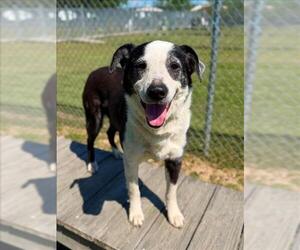 Border Collie-Unknown Mix Dogs for adoption in Conroe, TX, USA