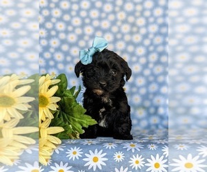Poodle (Toy)-Yorkshire Terrier Mix Puppy for sale in CHRISTIANA, PA, USA