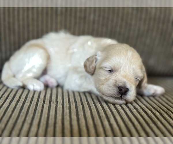 Medium Photo #1 Maltipoo-Shih-Poo Mix Puppy For Sale in TACOMA, WA, USA