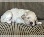 Puppy Theo Maltipoo-Shih-Poo Mix