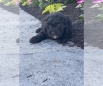 Small #3 Lhasa-Poo