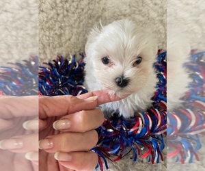 Maltese Puppy for sale in CRKD RVR RNCH, OR, USA