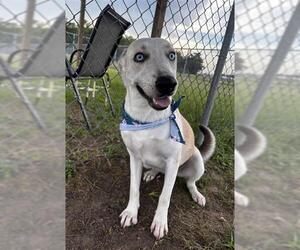 RORY - Female Siberian Husky-Unknown Mix Dog for Adoption - Photo #2