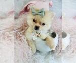 Small Pomeranian