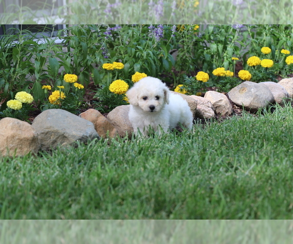 Medium Photo #23 Bichon Frise Puppy For Sale in HUMBOLDT, IL, USA