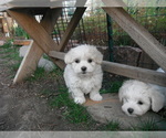 Small Photo #21 Coton de Tulear Puppy For Sale in COLUMBIA, MO, USA