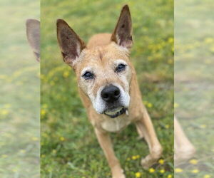 Jack Russell Terrier Dogs for adoption in Virginia Beach, VA, USA