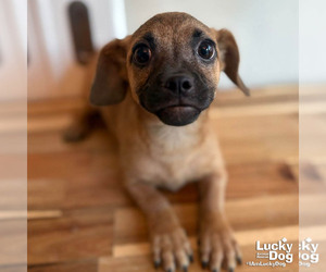 Chihuahua-Unknown Mix Dogs for adoption in Washington, DC, USA