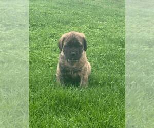 Mastiff Puppy for sale in CATO, NY, USA