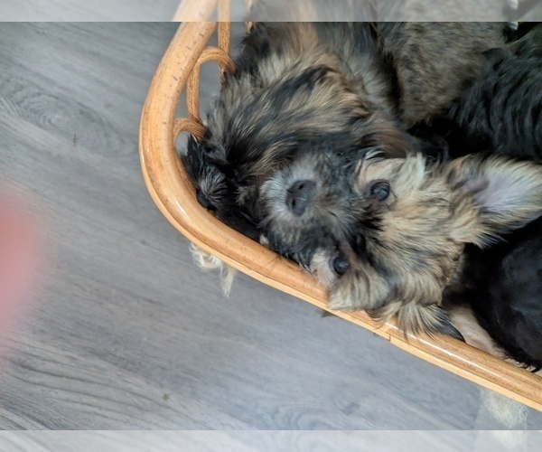 Medium Photo #8 Havashire-Mal-Shi Mix Puppy For Sale in FLEMING ISLAND, FL, USA