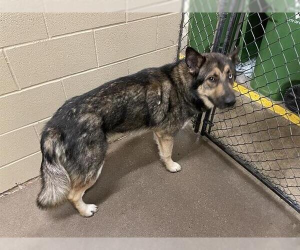 Medium Photo #1 German Shepherd Dog Puppy For Sale in Waco, TX, USA