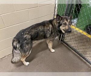 German Shepherd Dog Dogs for adoption in Waco, TX, USA