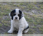 Small Photo #7 Cocker Spaniel Puppy For Sale in BEECH ISLAND, SC, USA
