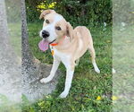 Small Labrador Retriever Mix