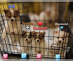 Pomeranian Puppy for sale in STATEN ISLAND, NY, USA