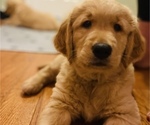 Small Photo #5 Golden Retriever Puppy For Sale in FRANKFORT, KY, USA