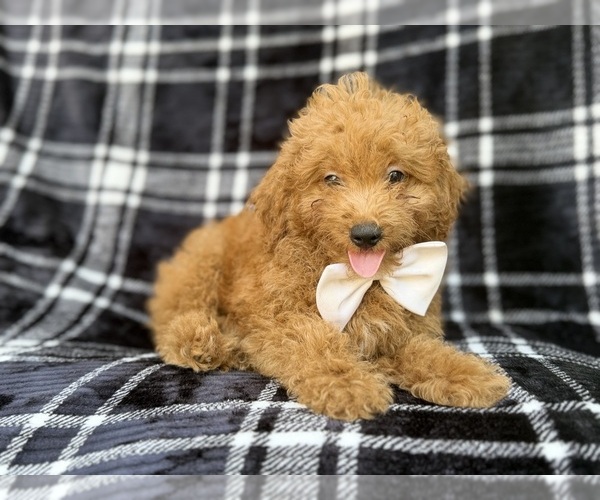 Medium Photo #6 Goldendoodle (Miniature) Puppy For Sale in LAKELAND, FL, USA
