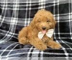 Dayton - Male Goldendoodle (Miniature) Puppy for Sale - Photo #6